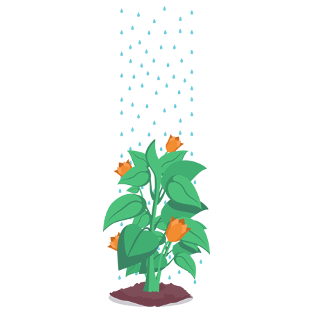Orange Flowers Plant Hero